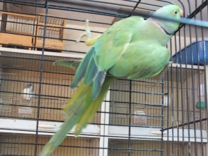 8 aylık yeşil pakistan papağanı