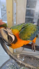 Bebek hirvit macaw istanbul sakarya izmir bursa adana kocaeli yalavo antalya ankara izmir sakarya bo