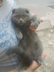 Biritis short kedi yavrumuzu kocaeli sakarya gebze bursa istanbul gonderiyorum yaparım