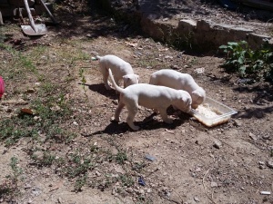 Dogo arjantin kopek yavruları