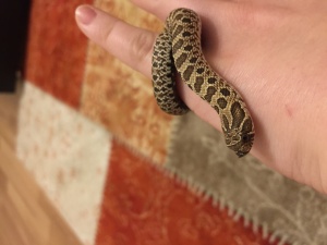 Hognose yılan