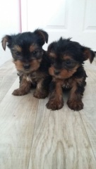 Kc Kayıtlı Minyatür Yorkshire Terrier yavruları