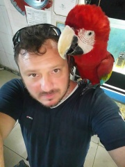 KIRMIZI MACAW ELDE OMUZDA KOCAELİ BURSA İSTANBUL SAKARYA GÖNDERİM VARDIR