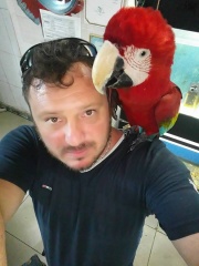 KIRMIZI MACAW ELDE OMUZDA KOCAELİ BURSA İSTANBUL SAKARYA GÖNDERİM VARDIR