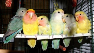 Mükemmel renkte capacanlı Sevda Papağanları / Yavru genç damızlık