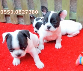 SAFKAN FRENCH bulldog yavrular izmir