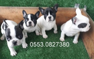 safkan french bulldog yavrular izmir