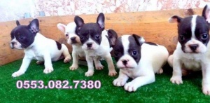 SAFKAN FRENCH bulldog yavrular izmir