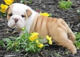 Safkan İngiliz bulldog köpek yavrusu