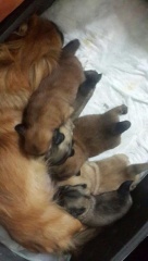 satılık köpek pekines KOCAELİ SAKARYA YALAVA BURSA İSTANBUL