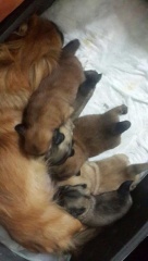 satılık köpek pekines KOCAELİ SAKARYA YALAVA BURSA İSTANBUL