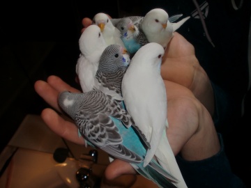 Baby Budgerigars