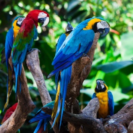 Macaw papağanı