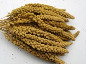 Dal Darı 